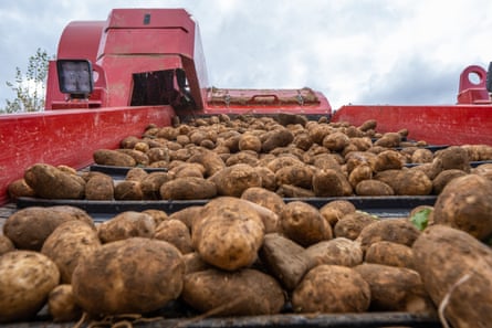 Star Trek for potatoes: can a hi-tech farm save french fries from the climate crisis?