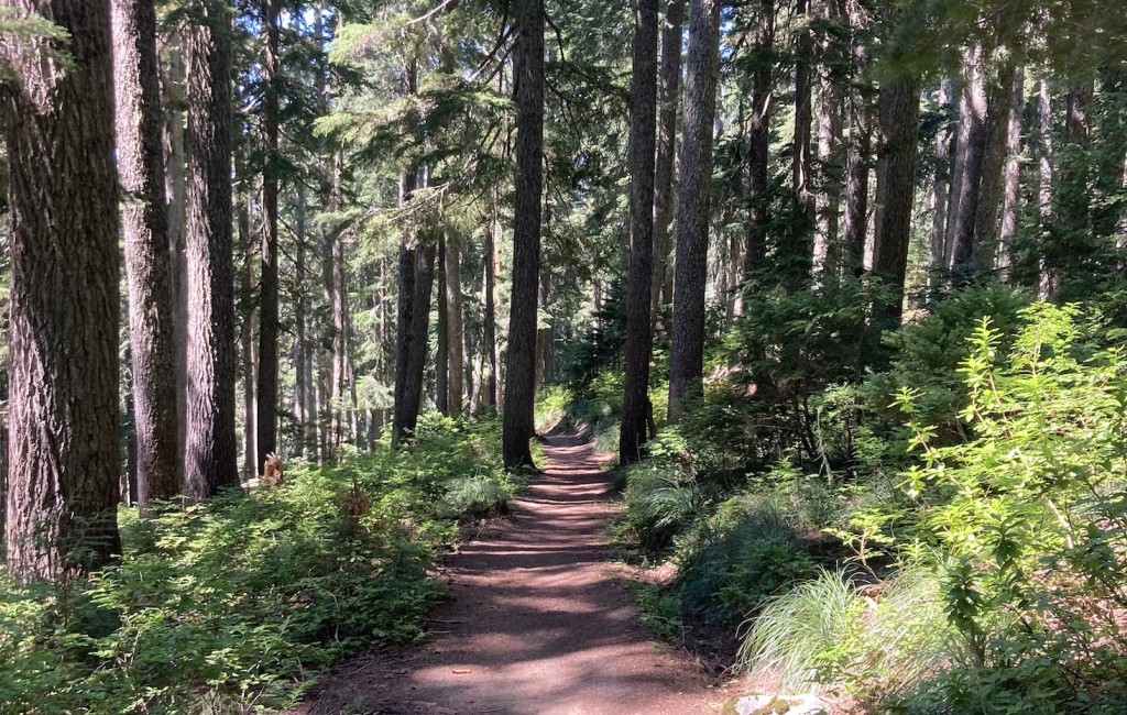 Forestry at a tech conference? How nature has become the most popular topic in tech