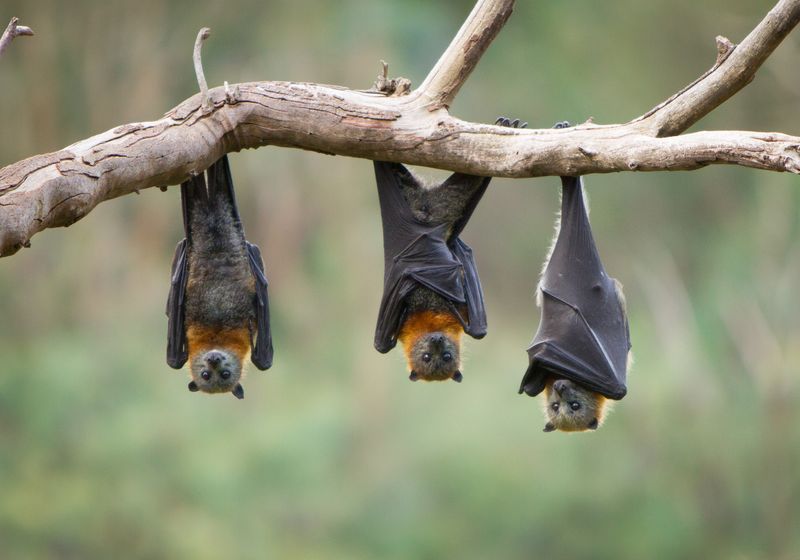 Climate Change, Deforestation Drive Bat Virus Spillover Into Humans