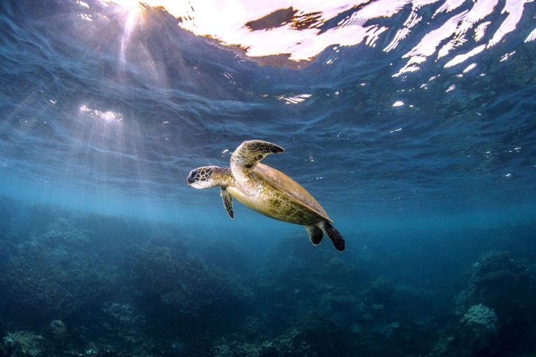 World leaders have 2 weeks to agree on a plan to save nature