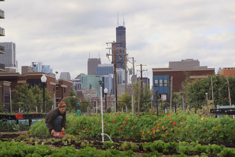 A New Push Is on in Chicago to Connect Urban Farmers With Institutional Buyers Like Schools and Hospitals