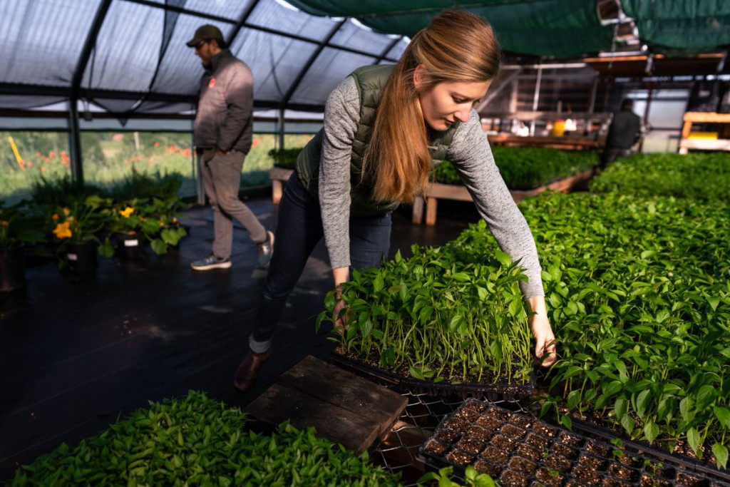 Farmers Embrace the Growing Domestic Spice Trade