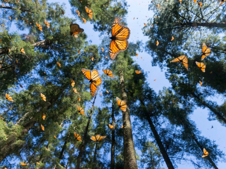 A Ring of Fire, Millions of Monarchs and Other Rare Natural Phenomena Worth Traveling For