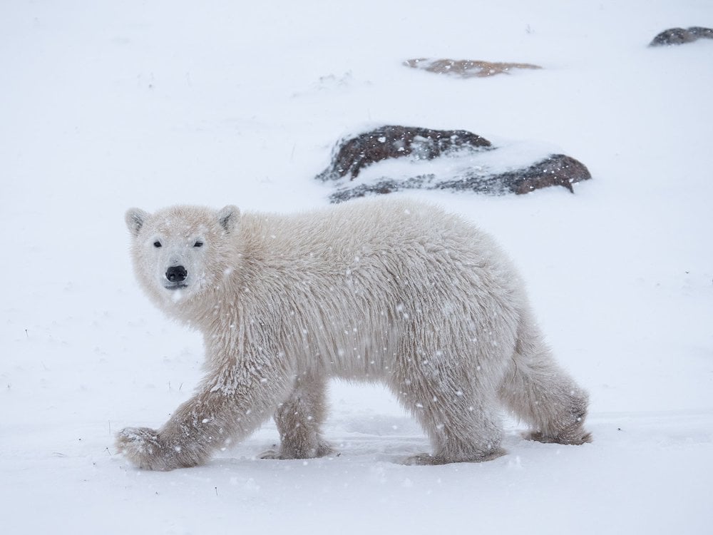 Five Revolutionary Technologies Helping Scientists Study Polar Bears