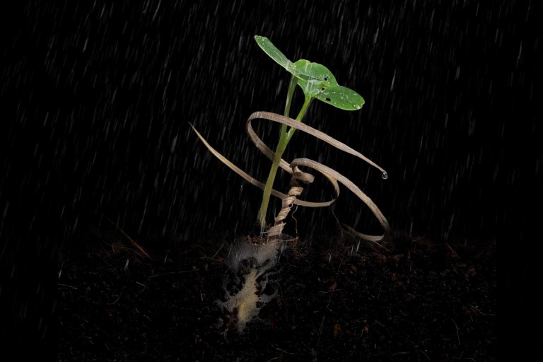 Plant-inspired E-seeds drill themselves into the dirt when moistened
