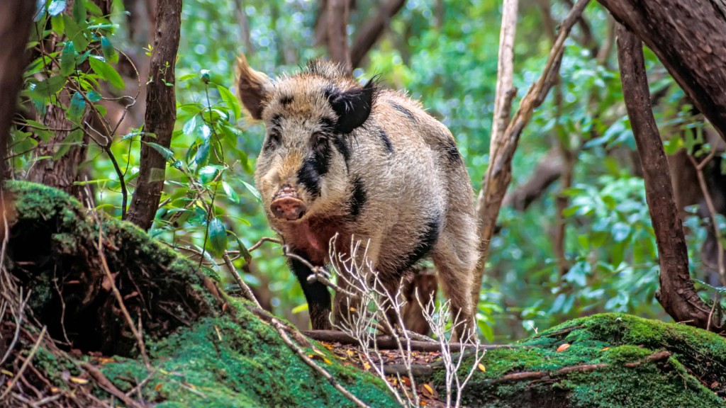 How New Zealand’s Pesky Pigs Turned Into a Cash Cow