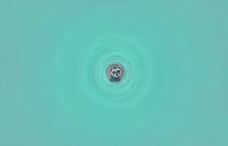 Felicia, the Fermilab Ferret: Micropoems