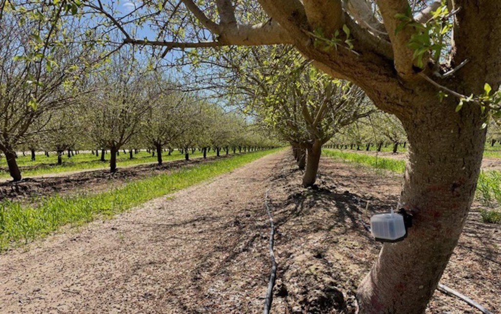 Can regenerative agriculture alleviate California’s almond problem?