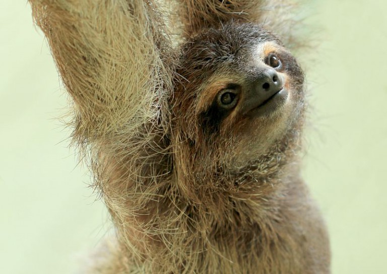 Perhaps Sloth Fur Could Save Your Life