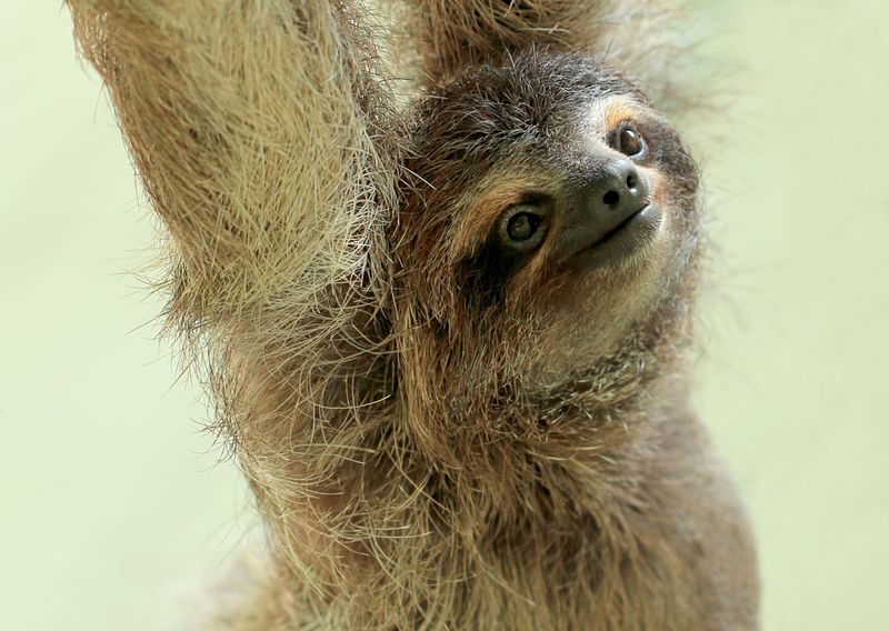 Perhaps Sloth Fur Could Save Your Life