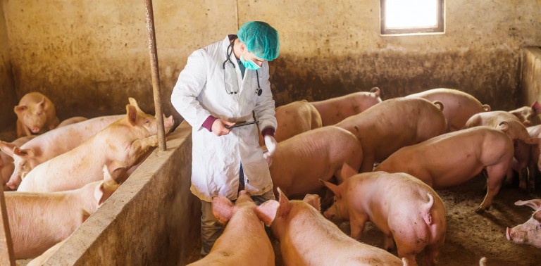 Vaccines using mRNA can protect farm animals against diseases traditional ones may not – and there are safeguards to ensure they won’t end up in your food
