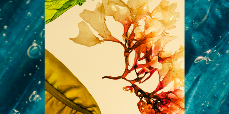 A new material made from seaweed will transform the entire textile industry