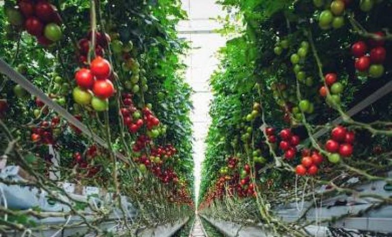 The Rise of Walmart Tech: Revolutionizing the Future of Farming