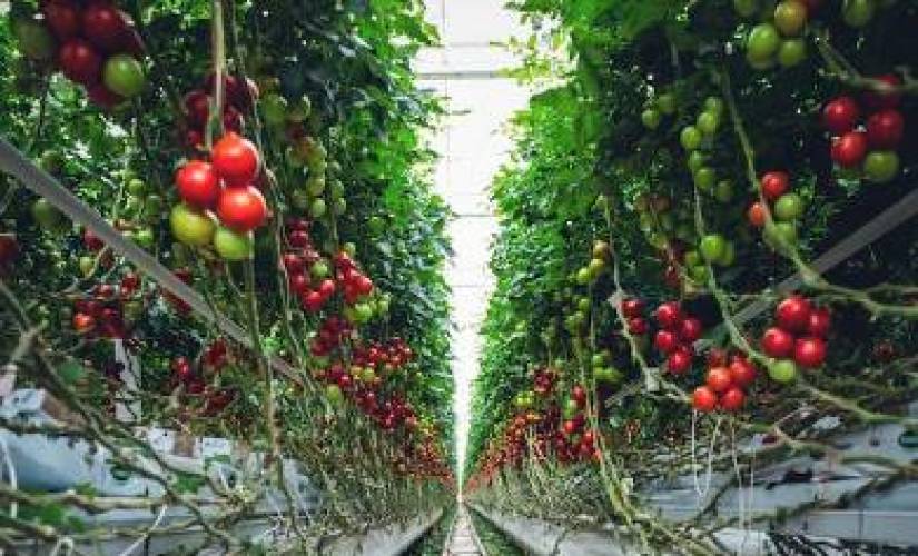 The Rise of Walmart Tech: Revolutionizing the Future of Farming