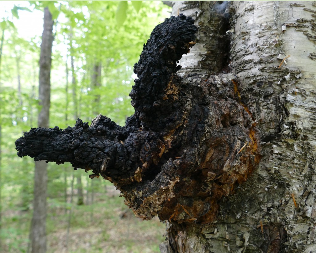 As Chaga Keeps Trending, Mycologists Worry About Running Out