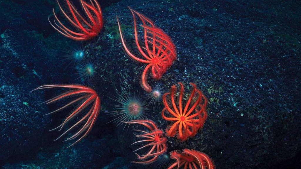 Can We Mine the World’s Deep Ocean Without Destroying It?