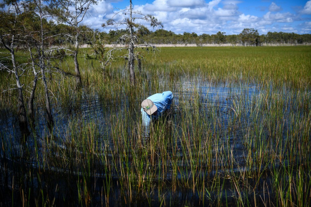 As federal protections for wetlands shrink, Miami restores reverence for water