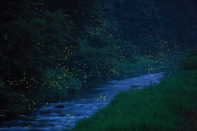How A ‘Firefly Course’ Is Saving Japan’s Favorite Glowing Insect