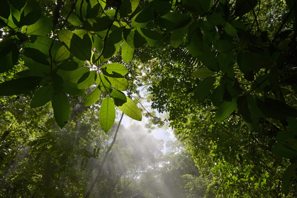 Rainforest study: Scientists now know the temperature at which photosynthesis stops