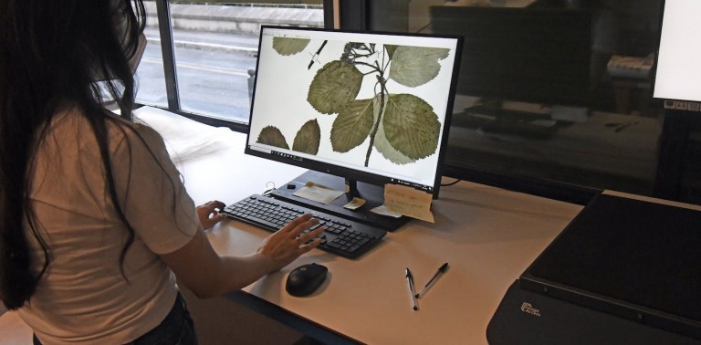 Colonialism has shaped scientific plant collections around the world – here’s why that matters