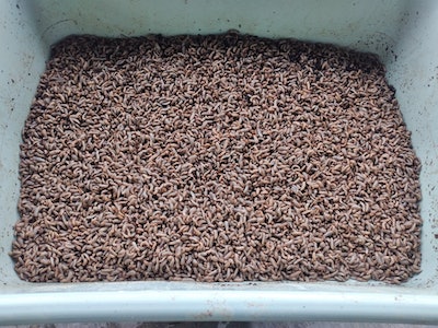 Plastic-Eating Critters and Bacteria Could Solve a Huge Environmental Issue