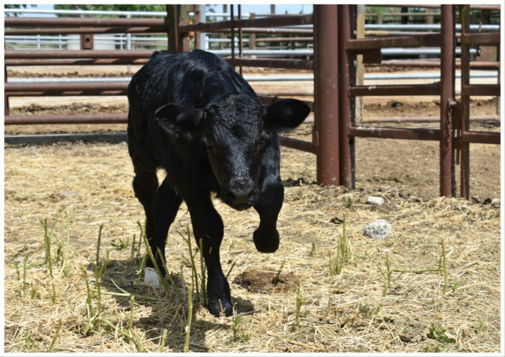 The Future is CRISPR