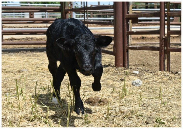 The Future is CRISPR