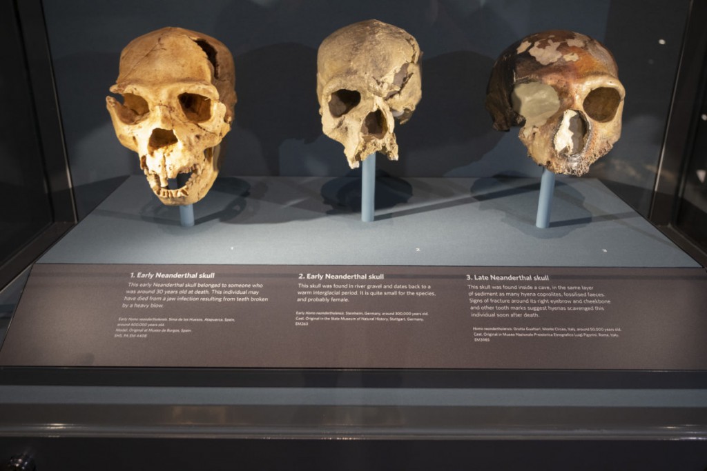 More research is examining how we carry the ‘genetic legacy’ of extinct human species
