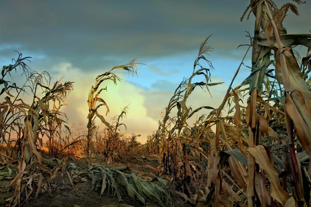 Critics Furious Microsoft Is Training AI by Sucking Up Water During Drought