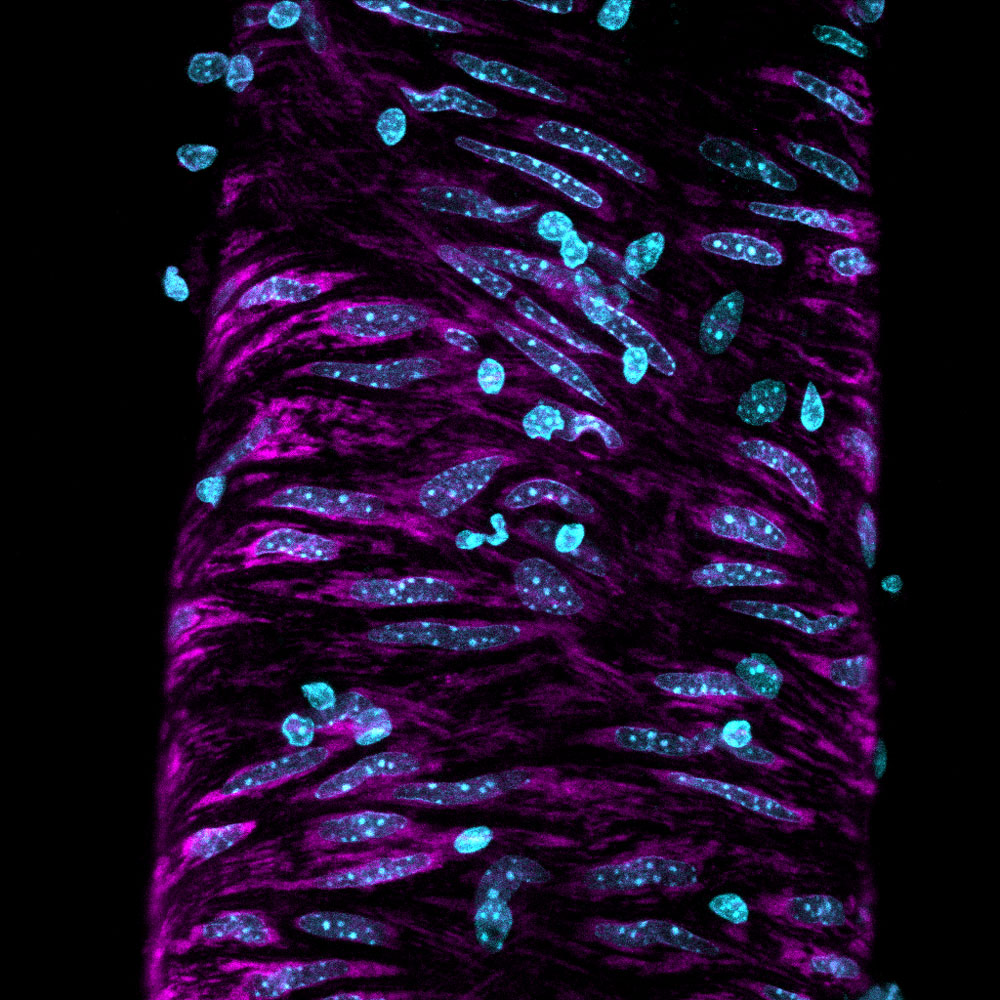“Science2Art,” Linda Hall Library