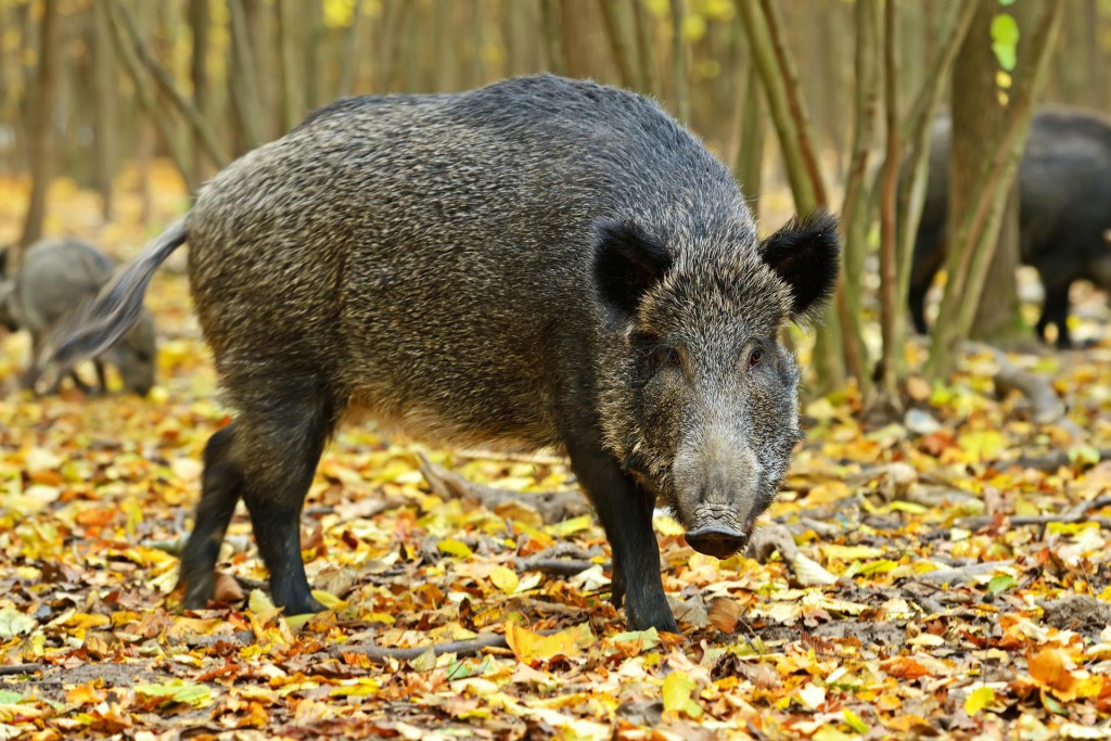 Radioactive German pigs affected by unexpected source of contamination