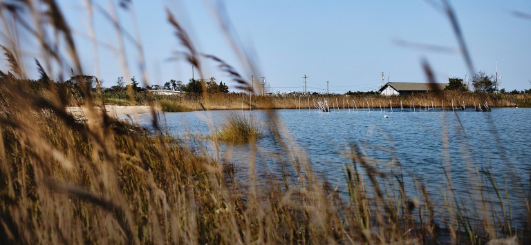 Oyster fight: The humble sea creature could hold the key to restoring coastal waters. Developers hate it.