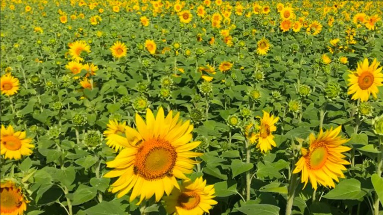 ‘Artificial photosynthesis’ breakthrough could lead to limitless energy