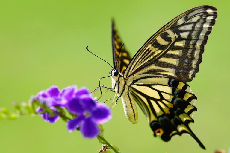 New butterfly-inspired imaging sensor could help scientists detect cancer earlier