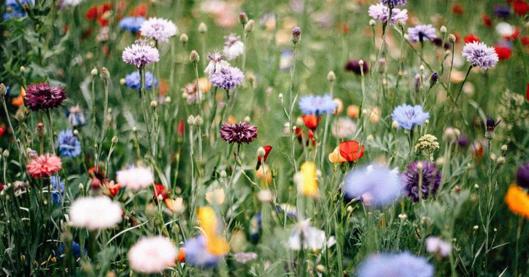 Wildflowers Adapting to Insect Apocalypse by Pollinating Themselves, Scientists Say