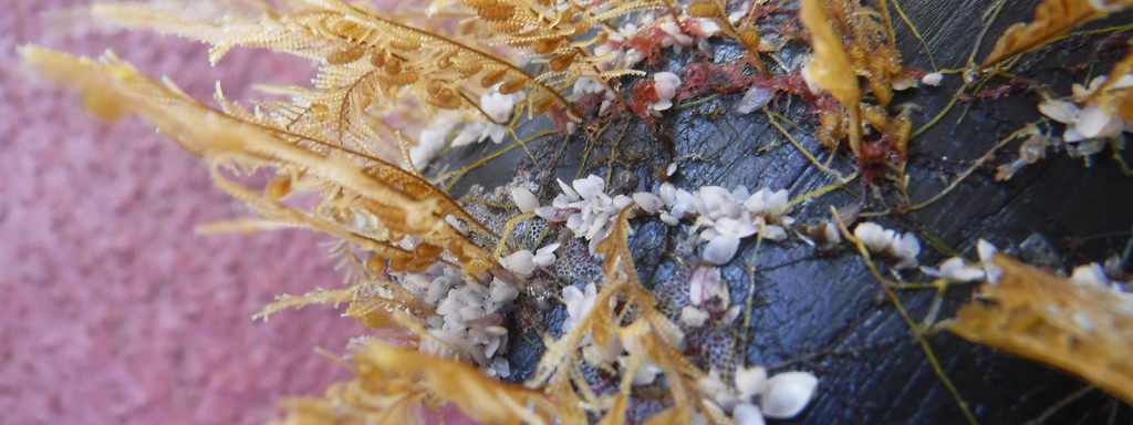 In the Great Pacific Garbage Patch, new marine ecosystems are flourishing