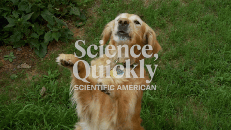 The Surprising Health Benefits of Dog Ownership