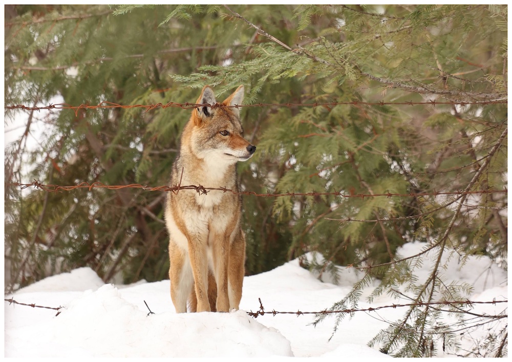I’m a Farmer Who’s Learned to Coexist with Wildlife. Here’s How You Can, Too.