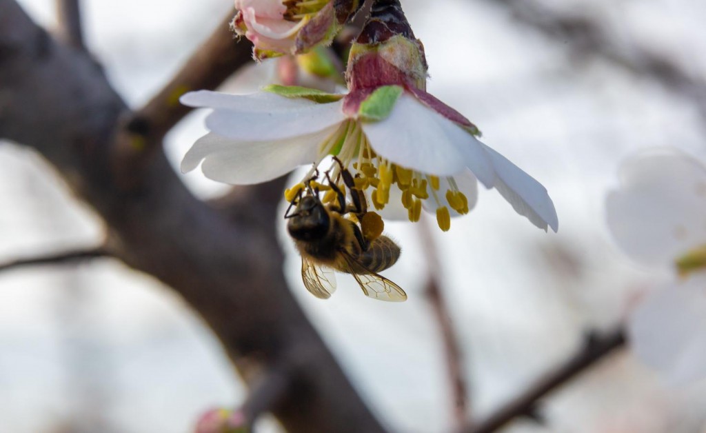 Kroger, Whole Foods adopt buying policies that protect bees