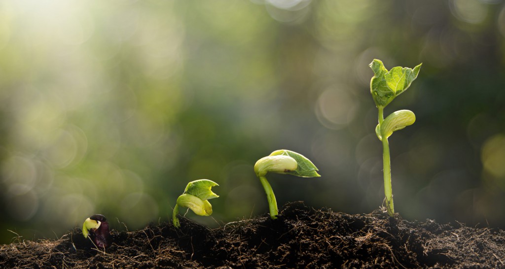 Sustainable & Purposeful Startups: 12 Leader Insights