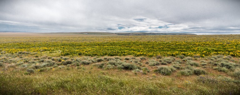 OR - Southeast Sagebrush 1. Habitat for greater sage-grouse.