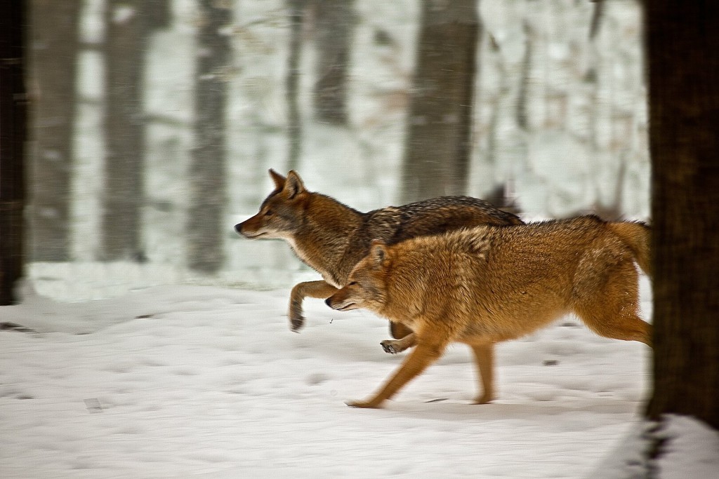 Coyotes running in the snow, West Virginia.