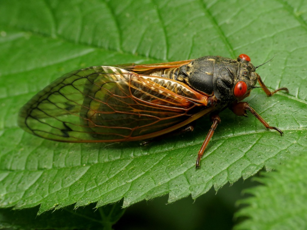 Periodical Cicada.