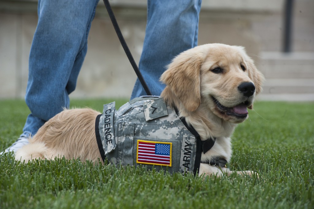 Cadence, a four month old service dog in training, May 23, 2012.