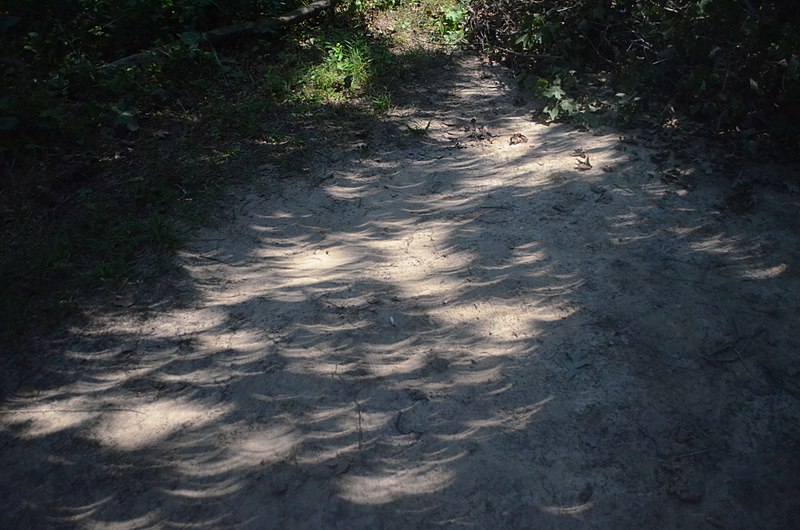 Crescent projections in tree shadows during August 2017 eclipse.