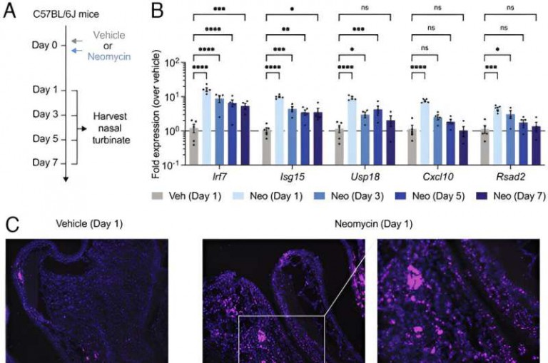 Common antibiotic may be helpful in fighting respiratory viral infections