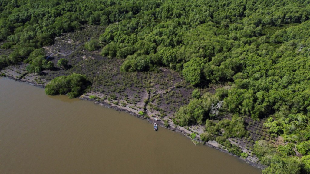 Rio de Janeiro bay reforestation shows mangroves’ power to mitigate climate disasters