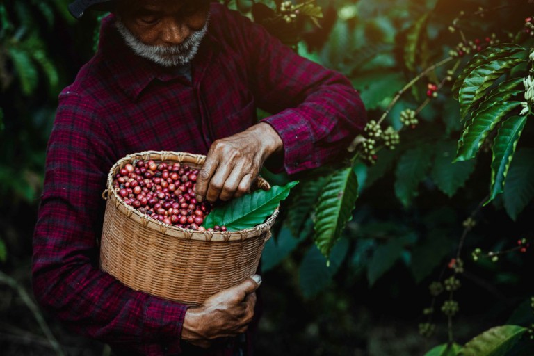 Climate Solutions for the Future of Coffee