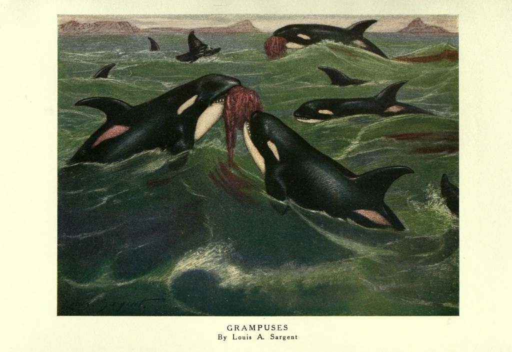 A pod of orcas in rough waters.