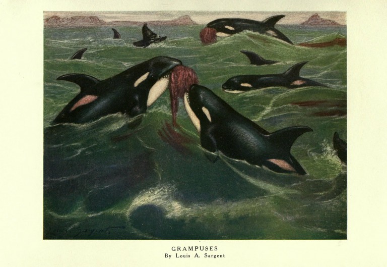 A pod of orcas in rough waters.